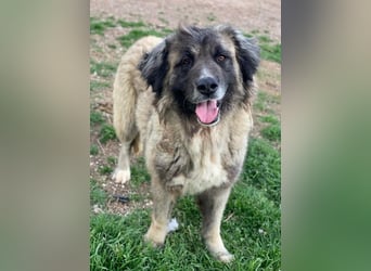 Harper, geb. ca. 12/2018, lebt in GRIECHENLAND, im städt. Tierheim Serres