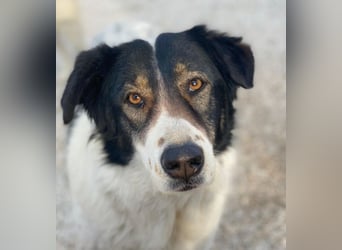 Xalia, geb. ca. 03/2018, lebt in GRIECHENLAND, im städt. Tierheim Serres