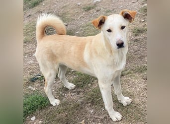 Kalena, geb. ca. 01/2025, lebt in GRIECHENLAND, im städt. Tierheim Serres