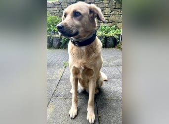 Fanta, geb. ca. 05/2017, lebt bei einer Familie in 48317 Drensteinfurt, Vermittlungshilfe