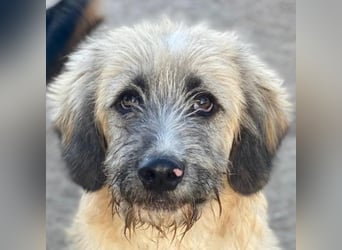 Taigo, geb. ca.09/2025, lebt in GRIECHENLAND, im städt. Tierheim Serres