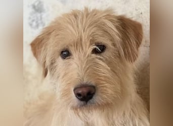 Susan, geb. ca. 04/2024, lebt in GRIECHENLAND, auf einer privaten Pflegestelle