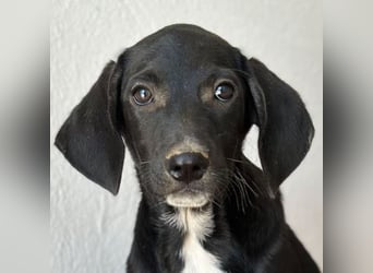 Smokey, geb. 08.06.2026, lebt in GRIECHENLAND, auf einer privaten Pflegestelle