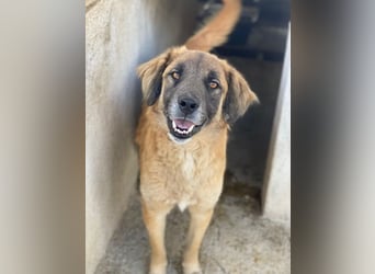 Lacasito, geb. ca. 01/2022, lebt in GRIECHENLAND, im städt. Tierheim Serres