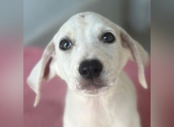 Lily, geb. ca. 05/2026, lebt in GRIECHENLAND, im städt. Tierheim Serres