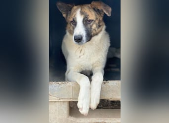 Orini, geb. ca. 07/2021, lebt in GRIECHENLAND, im städt. Tierheim Serres