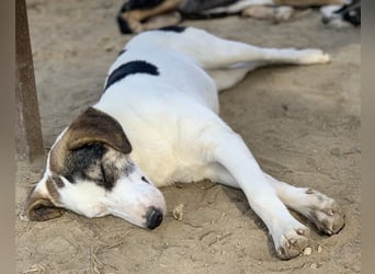  Colette, geb. ca. 02/2022, lebt in GRIECHENLAND, im städt. Tierheim Serres