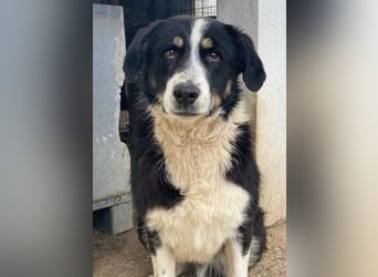 Cars, geb. ca. 12/2023, lebt in GRIECHENLAND, im städt. Tierheim Serres