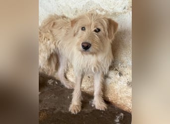 Susan, geb. ca. 04/2024, lebt in GRIECHENLAND, auf einer privaten Pflegestelle