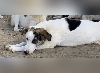  Colette, geb. ca. 02/2022, lebt in GRIECHENLAND, im städt. Tierheim Serres
