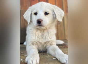 Saki, geb. ca. 03/2026, lebt in GRIECHENLAND, auf einer privaten Pflegestelle