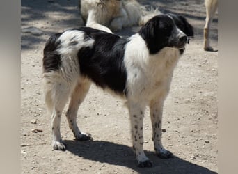 Herr Jasper, geb. ca. 05/2024, lebt in GRIECHENLAND, im städt. Tierheim Serres