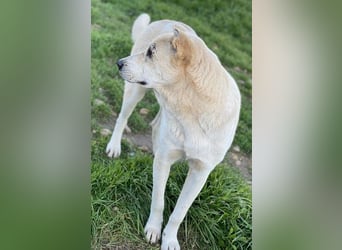 Pippo, geb. ca. 12/2020, lebt in GRIECHENLAND, auf einem Gelände, wird notdürftig versorgt