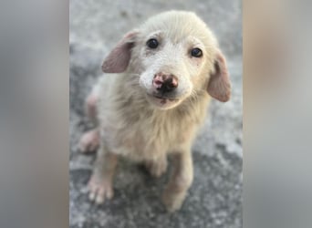 Jonte, geb. ca. 05/2026, lebt in GRIECHENLAND, im städt. Tierheim Serres
