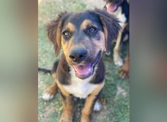 Quasti, geb. ca. 02/2025, lebt in GRIECHENLAND, auf einer privaten Pflegestelle