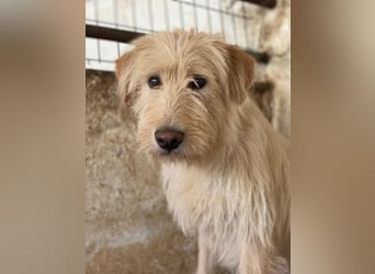 Susan, geb. ca. 04/2024, lebt in GRIECHENLAND, auf einer privaten Pflegestelle