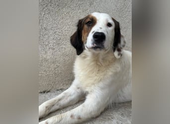 Fidi, geb. ca. 08/2025, lebt in GRIECHENLAND, im städt. Tierheim Serres