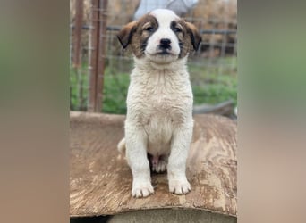 Calzone, geb. ca. 11/2025, lebt in GRIECHENLAND, auf einer privaten Pflegestelle