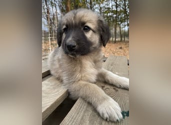 Venus, geb. ca. 08/2022, lebt in GRIECHENLAND, auf einer privaten Pflegestelle