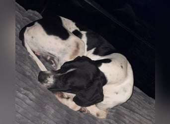 Attila, geb. ca. 08/2024, lebt auf einer Pflegestelle in 67735 Mehlbach