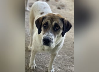 Elliot, geb. ca. 05/2022, lebt in GRIECHENLAND, im städt. Tierheim Serres