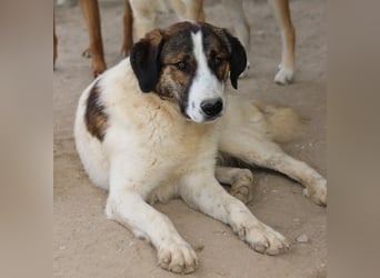 Pitt, geb. ca. 05/2021, lebt in GRIECHENLAND, im städt. Tierheim Serres