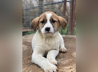 Bufala, geb. ca.11/2025, lebt in GRIECHENLAND, auf einer privaten Pflegestelle