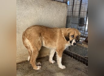 Blümchen, geb. ca. 08/2024, lebt in GRIECHENLAND, im städt. Tierheim Serres