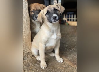 Mira, geb. ca. 12/2025, lebt in GRIECHENLAND, im städt. Tierheim Serres