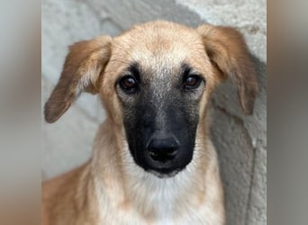 Cindy, geb. ca. 03/2026, lebt in GRIECHENLAND, im städt. Tierheim Serres