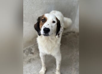 Fidi, geb. ca. 08/2025, lebt in GRIECHENLAND, im städt. Tierheim Serres