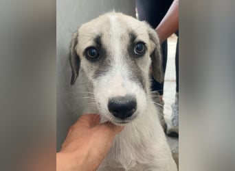 Maliya, geb. ca. 04/2025, lebt in GRIECHENLAND, im städt. Tierheim Serres