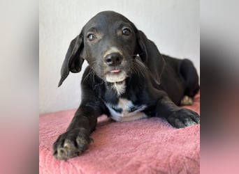 Smokey, geb. 08.06.2026, lebt in GRIECHENLAND, auf einer privaten Pflegestelle