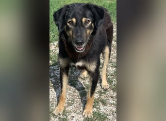 Lavinia, geb. ca. 06/2019, lebt in GRIECHENLAND, im städt. Tierheim Serres