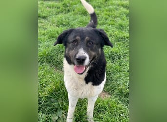 Thanio, geb. ca. 06/2020, lebt in GRIECHENLAND, im städt. Tierheim Serres