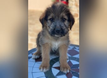 Elkoro, geb. ca. 04/2025, lebt in GRIECHENLAND, auf einer privaten Pflegestelle