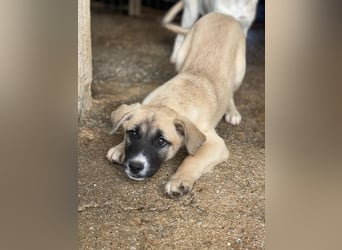 Mira, geb. ca. 12/2025, lebt in GRIECHENLAND, im städt. Tierheim Serres