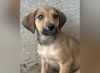 Tiana, geb. ca. 02/2026, lebt in GRIECHENLAND, im städt. Tierheim Serres