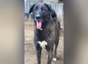 Niabi, geb. ca. 05/2023, lebt in GRIECHENLAND, im städt. Tierheim Serres