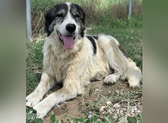 Askal, geb. ca. 07/2015, lebt in GRIECHENLAND, im städt. Tierheim Serres