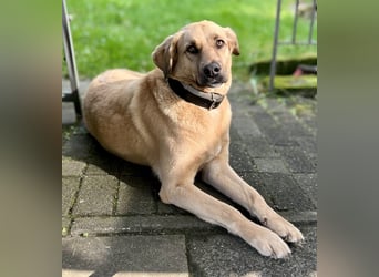 Fanta, geb. ca. 05/2017, lebt bei einer Familie in 48317 Drensteinfurt, Vermittlungshilfe