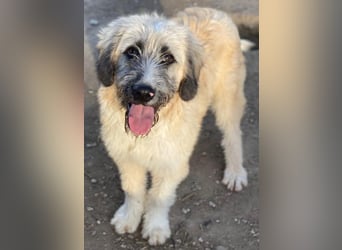 Taigo, geb. ca.09/2025, lebt in GRIECHENLAND, im städt. Tierheim Serres