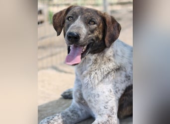 Naxos, geb. ca. 07/2020, lebt in GRIECHENLAND, im städt. Tierheim Serres