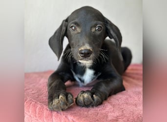 Smokey, geb. 08.06.2026, lebt in GRIECHENLAND, auf einer privaten Pflegestelle