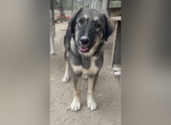 Karla, geb. ca. 03/2023, lebt in GRIECHENLAND, im städt. Tierheim Serres