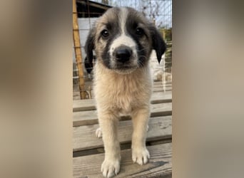 Grace, geb. ca. 08/2022, lebt in GRIECHENLAND, auf einer privaten Pflegestelle