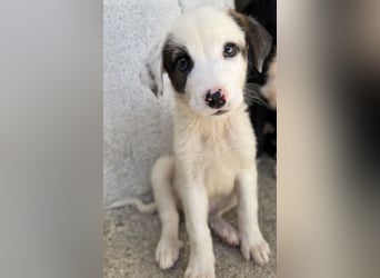 Alain, geb. ca. 06/2023, lebt in GRIECHENLAND, im städt. Tierheim Serres