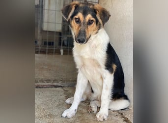 Kati, geb. ca. 03/2025, lebt in GRIECHENLAND, im städt. Tierheim Serres