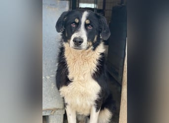 Cars, geb. ca. 12/2023, lebt in GRIECHENLAND, im städt. Tierheim Serres