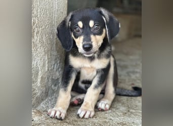 Cassia, geb. ca. 05/2026, lebt in GRIECHENLAND, im städt. Tierheim Serres